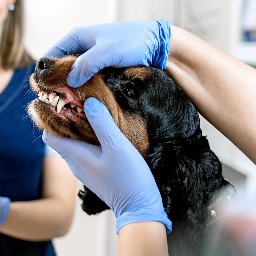 Dental Care, Irvine Veterinary Dentistry