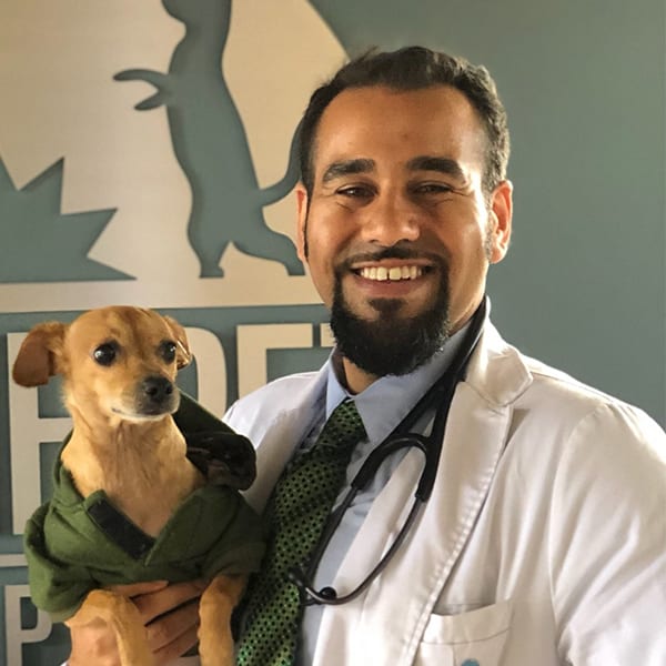Dr. Omar Elamir, Irvine Veterinarian