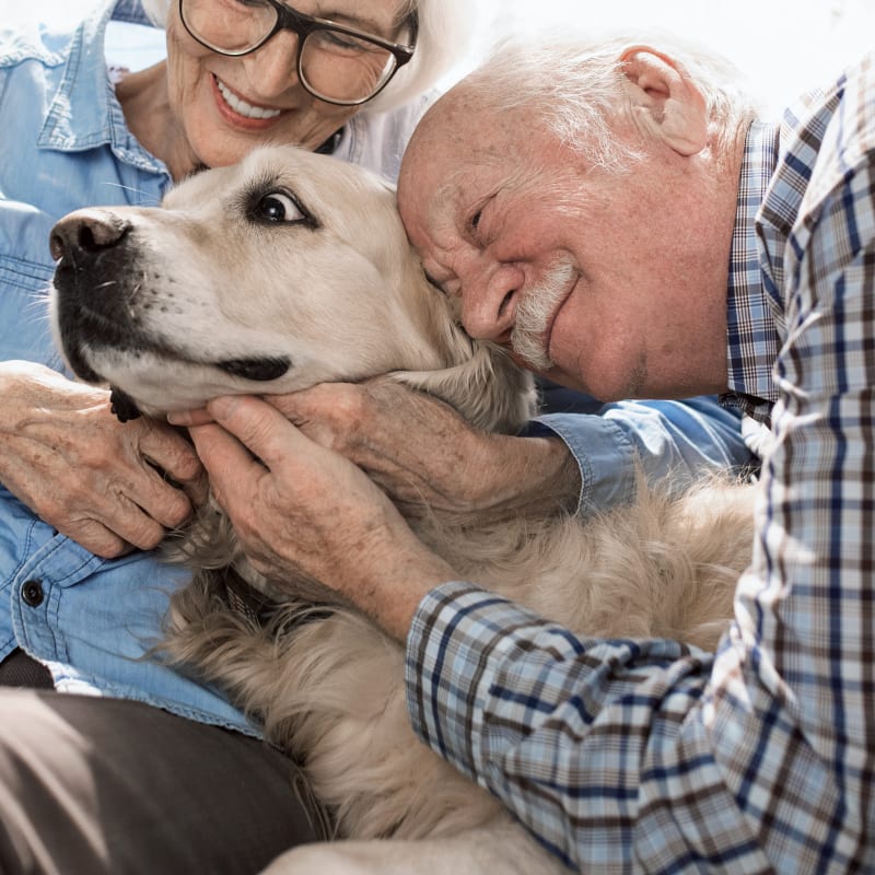 Geriatric Care for Pets, Irvine