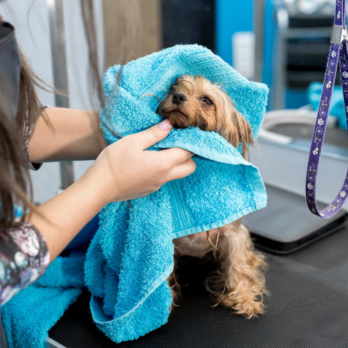 Bathing & Grooming for dogs and cats in Irvine