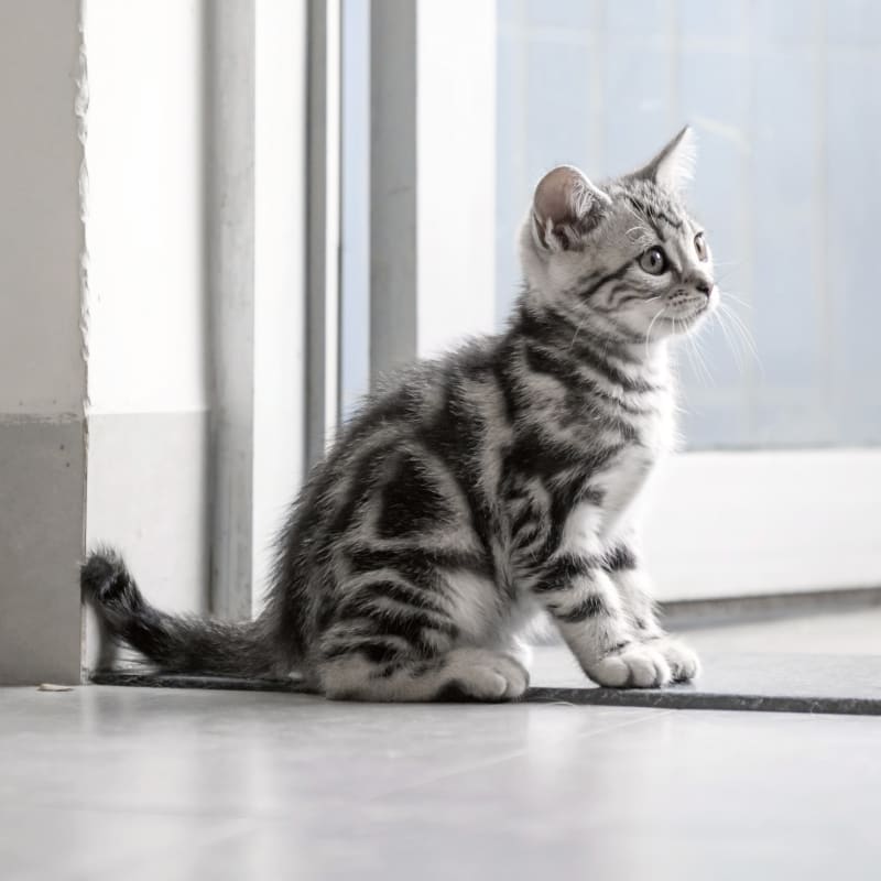Adorable Colorful Kitten at Irvine Pet Hospital
