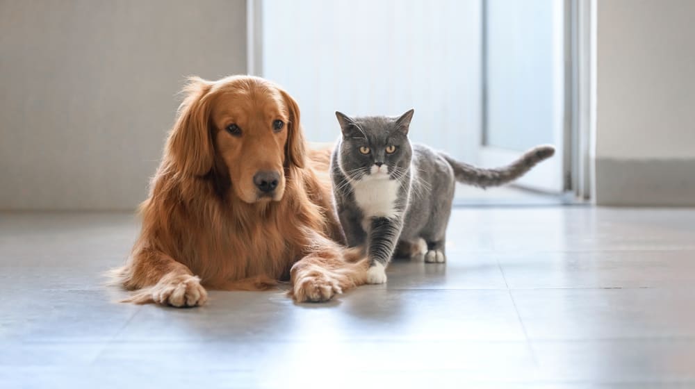 Harmonious Companionship: Labrador Dog and Cat at Irvine Pet Hospital