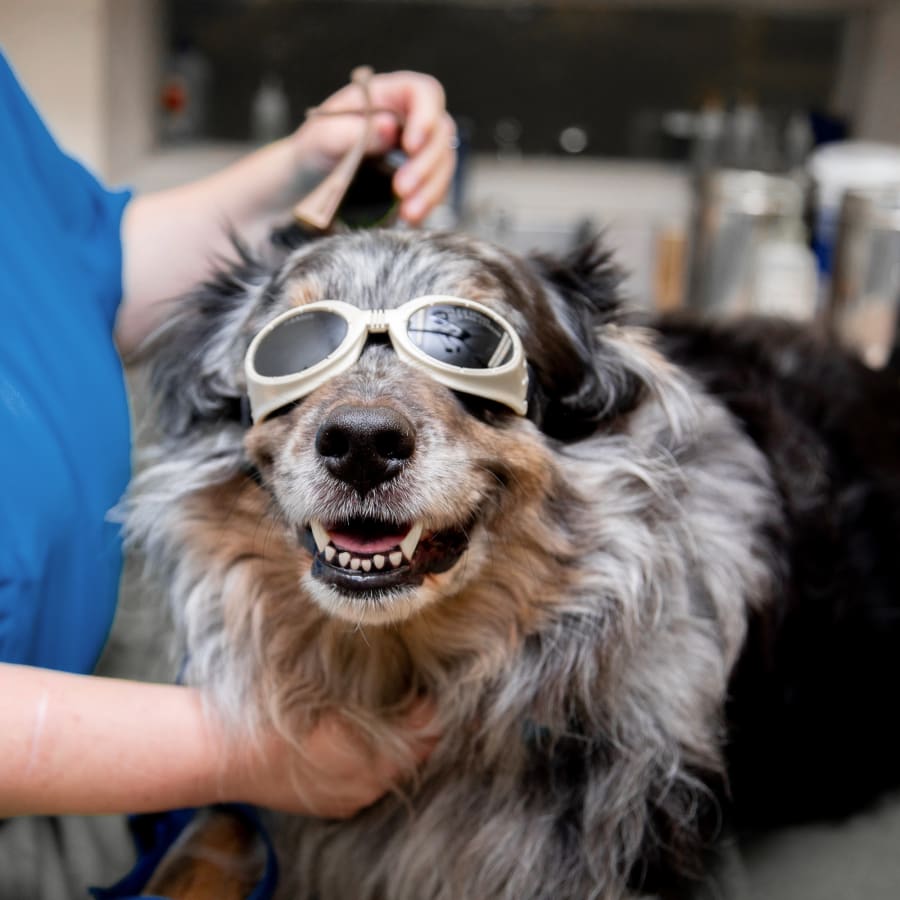 Cold Laser Therapy, Irvine Veterinarians