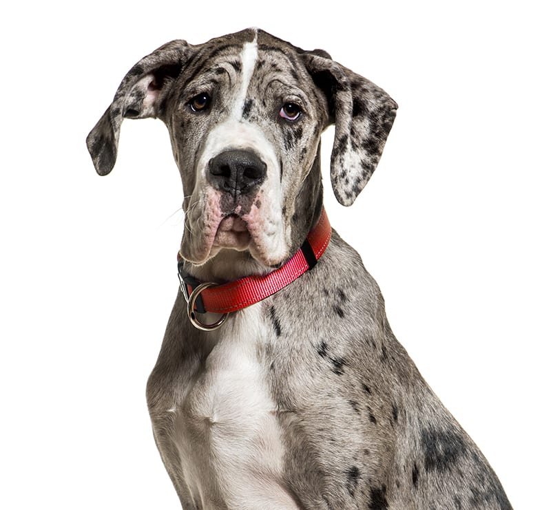 Giant Dogs, Irvine Pet Hospital